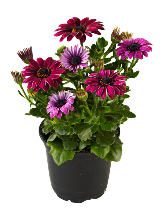Spansk marguerit 11 cm potte
